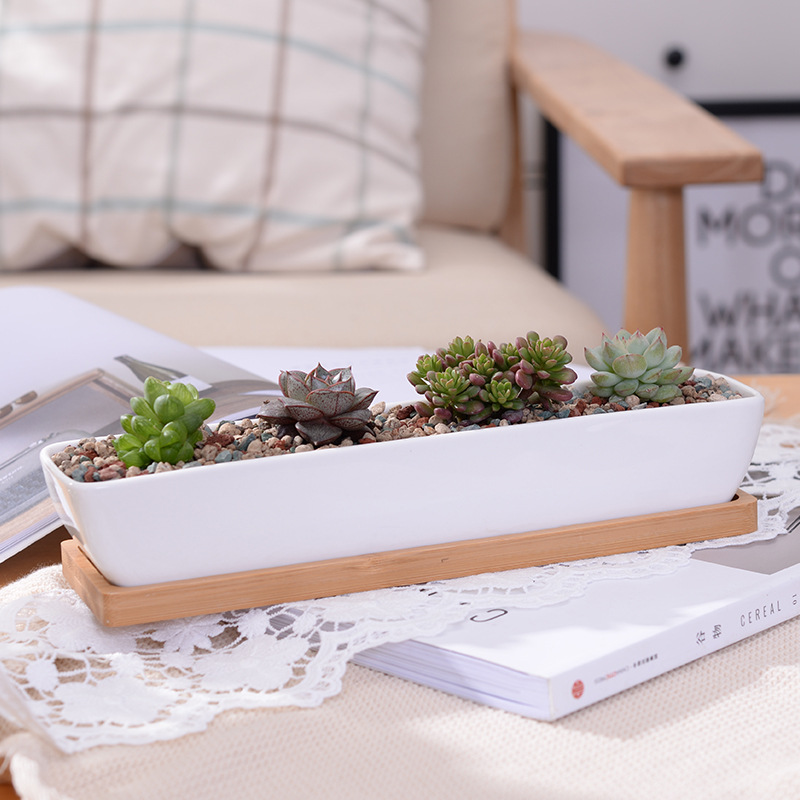 Long Rectangle White Ceramic S - огляд і ціна Aloe Vera Pot