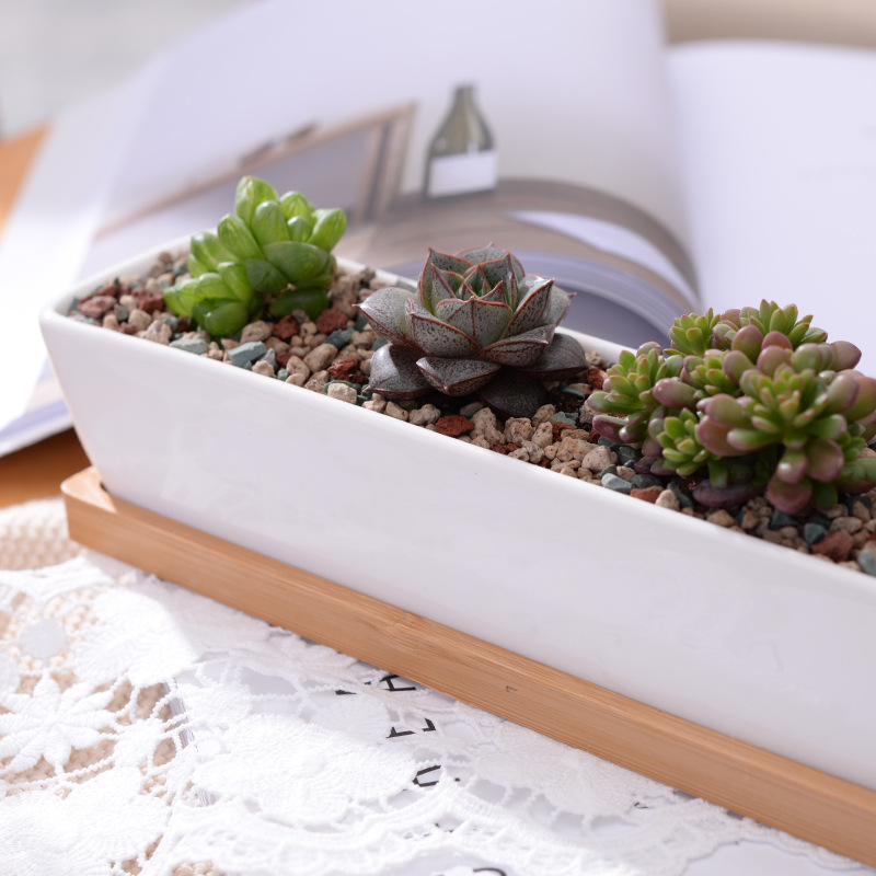 Long Rectangle White Ceramic S - огляд і ціна Aloe Vera Pot
