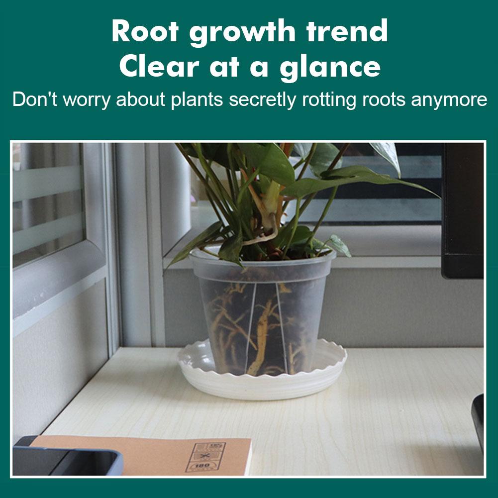 Transparent Plastic Pots Root  - огляд і ціна Aloe Vera Pot